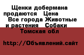 Щенки добермана  продаются › Цена ­ 45 000 - Все города Животные и растения » Собаки   . Томская обл.